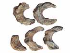Poisson Amiiforme: vertèbre fossile du jurassique Boulonnais COPYRIGHT P.TITREN